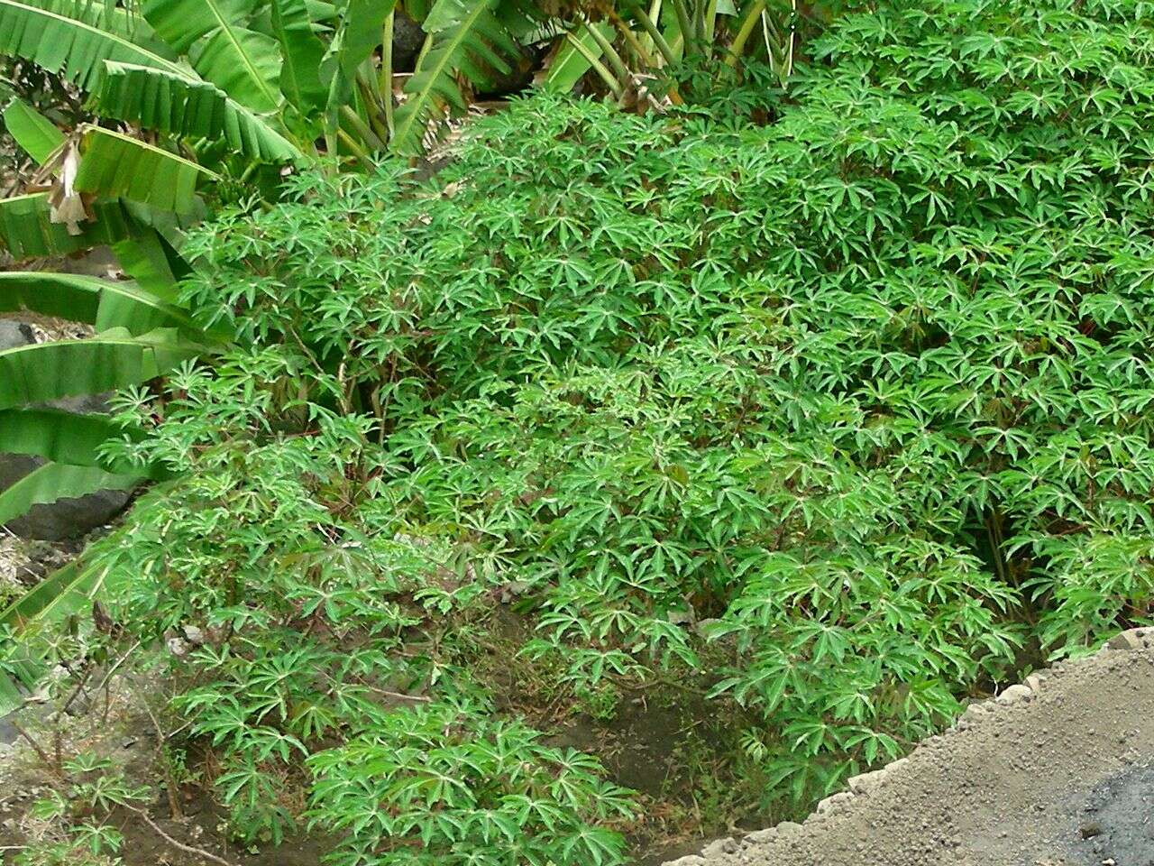 Image of cassava