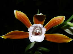 Imagem de Phaius philippinensis N. E. Br.