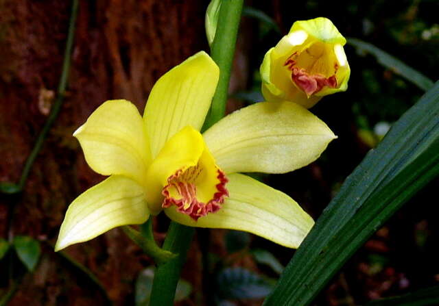 Imagem de Phaius flavus (Blume) Lindl.