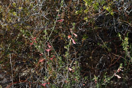 Prostanthera calycina F. Muell. ex Benth. resmi