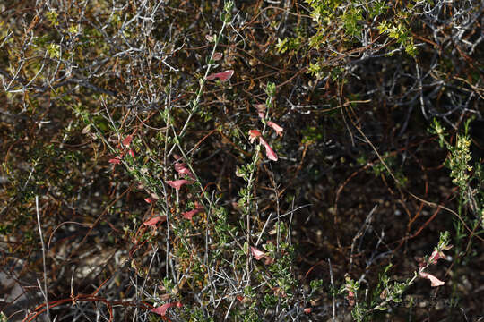 Prostanthera calycina F. Muell. ex Benth. resmi