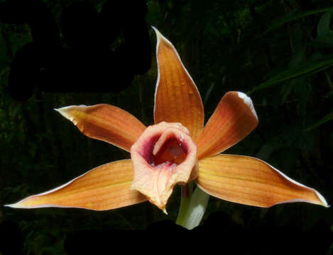 Image of Phaius antoninae P. Balzer