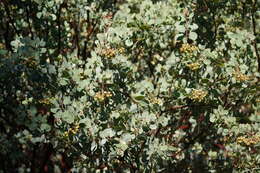 Arctostaphylos viscida subsp. mariposa (Dudley) P. V. Wells resmi