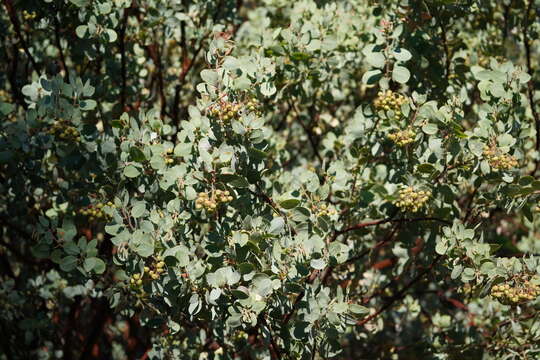 Image of Mariposa manzanita