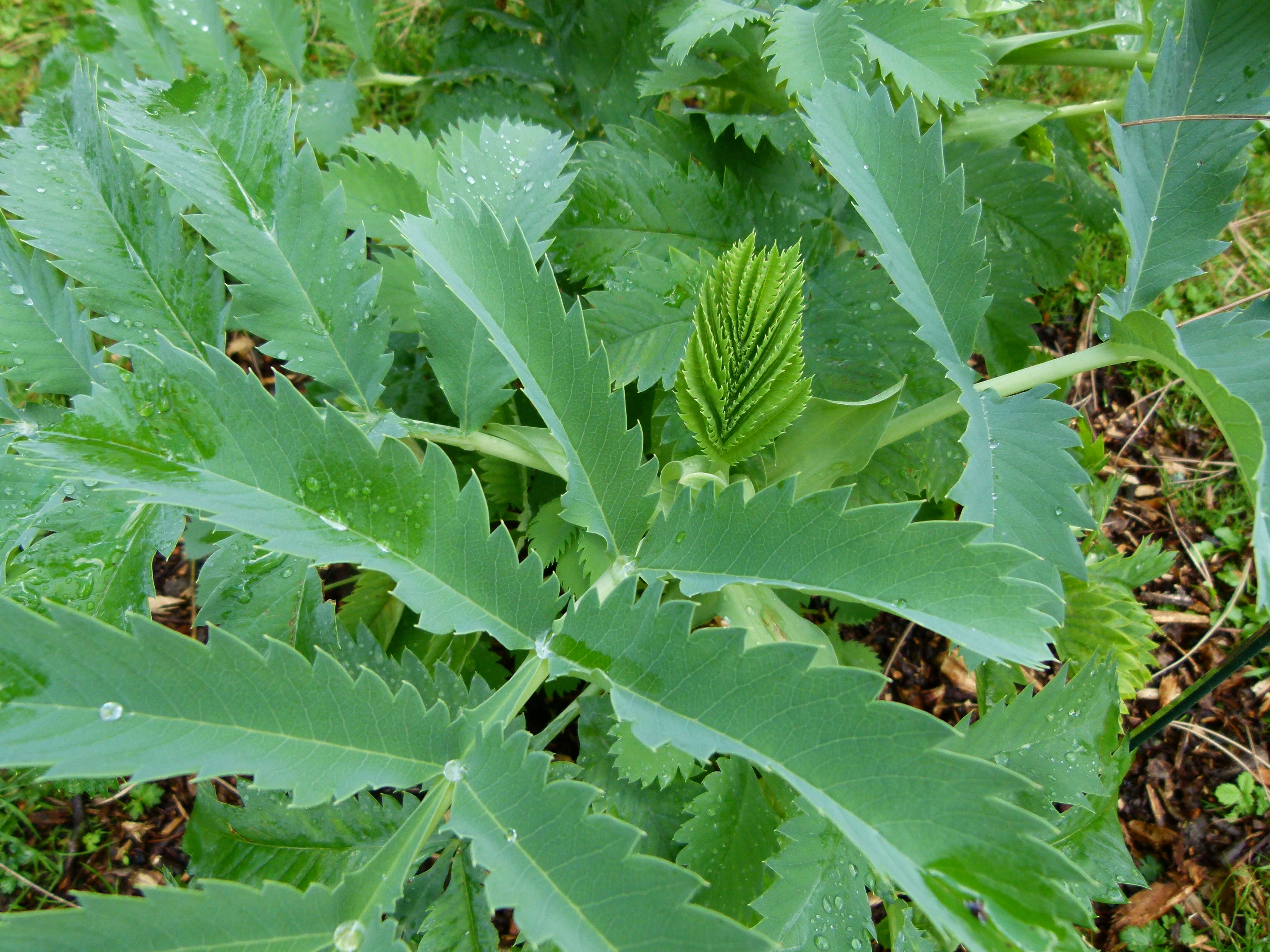 Image of Honey Bush