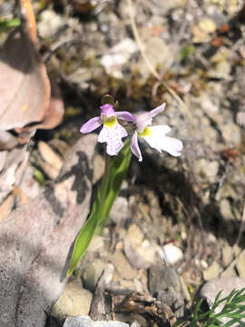 Image of Hemipilia alpestris