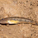 Image of River goby