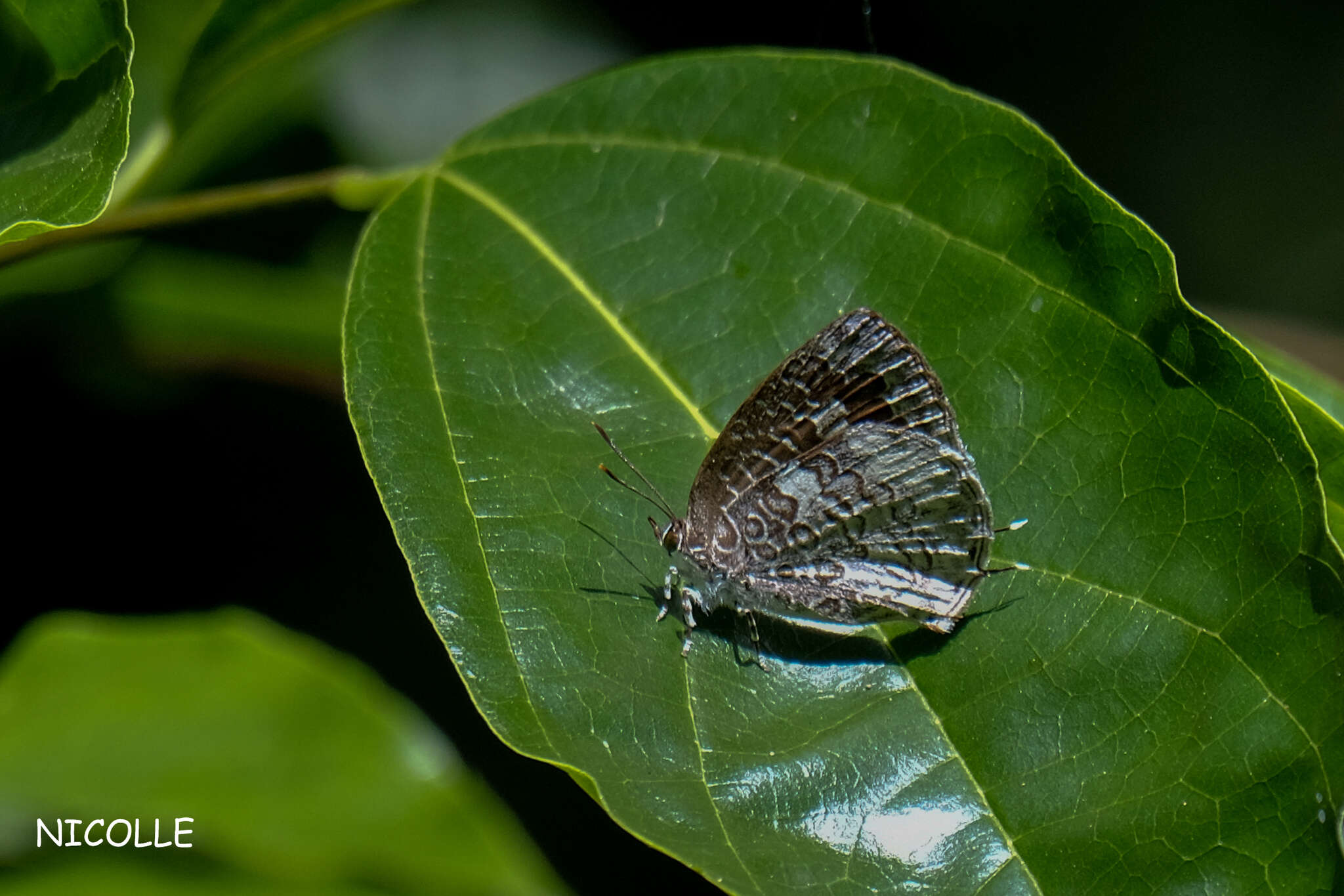 Image of Arhopala birmana asakurae (Matsumura 1910)