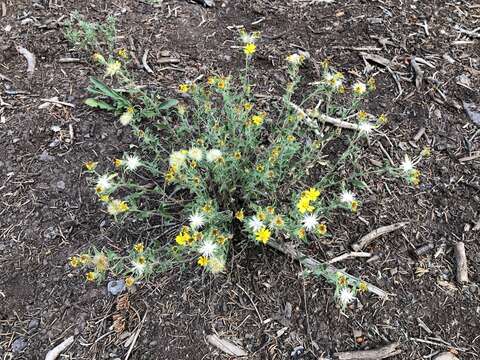 Image of Heterotheca hirsuta (Greene) G. L. Nesom