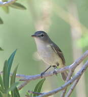 Vireo bellii arizonae Ridgway 1903 resmi