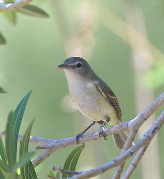 Image of Vireo bellii arizonae Ridgway 1903