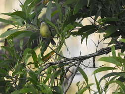 Image of Fairy Gerygone