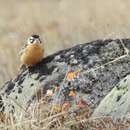 Image of Smith's Longspur