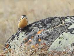 Image of Smith's Longspur