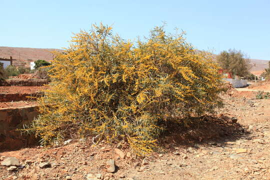 Image of orange wattle