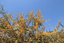 Image of orange wattle