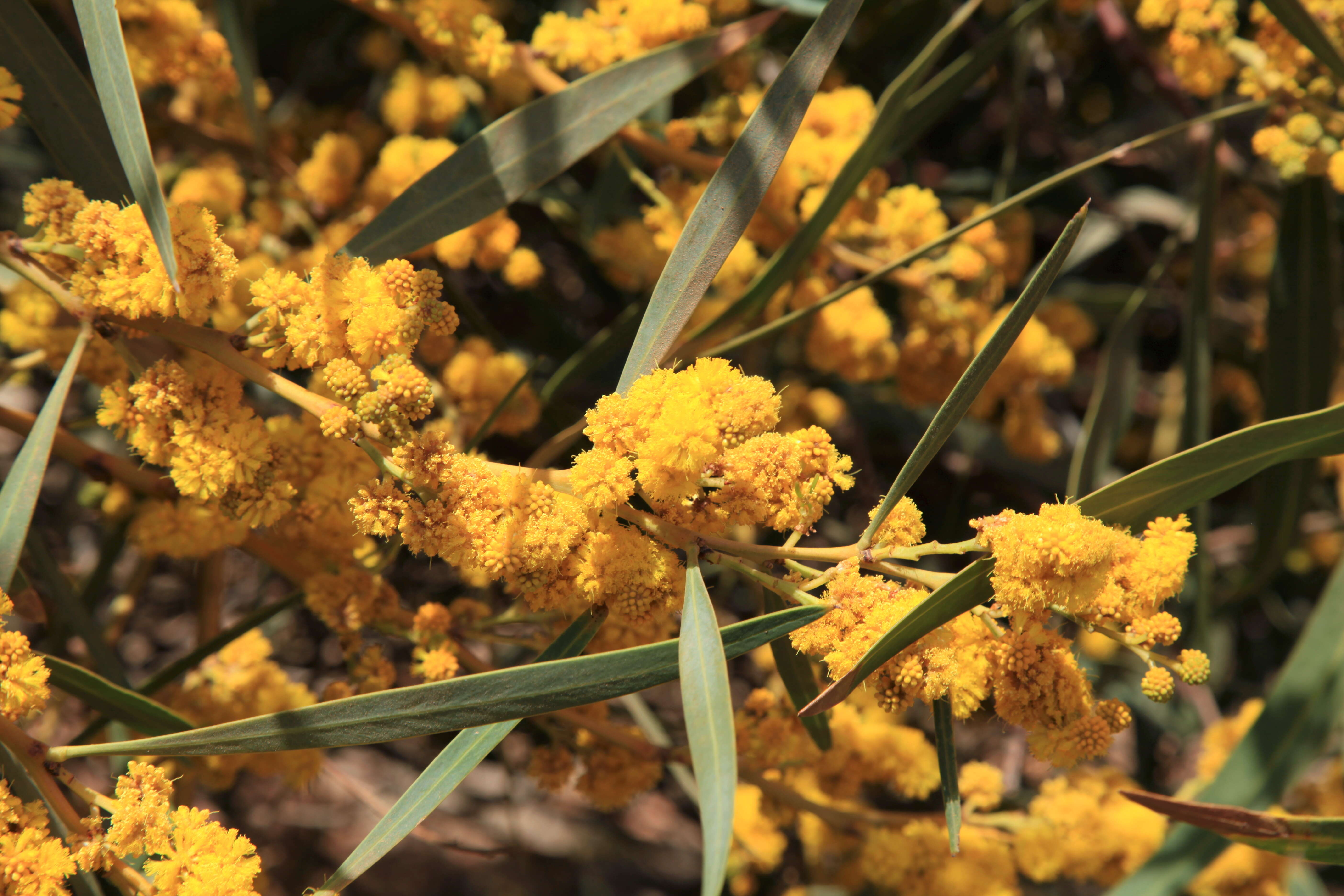 Image of orange wattle