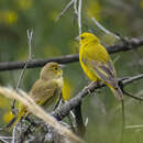 Image of Puna Yellow Finch