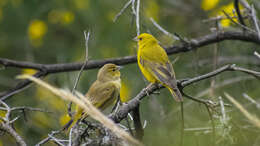 Image of Puna Yellow Finch