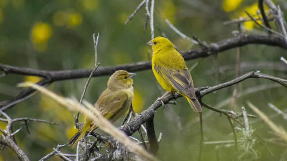 صورة Sicalis lutea (d'Orbigny & Lafresnaye 1837)