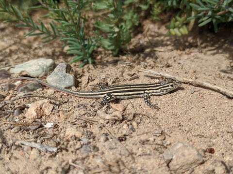 Image of Spiny-footed Lizard