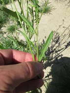 Image of California mustard