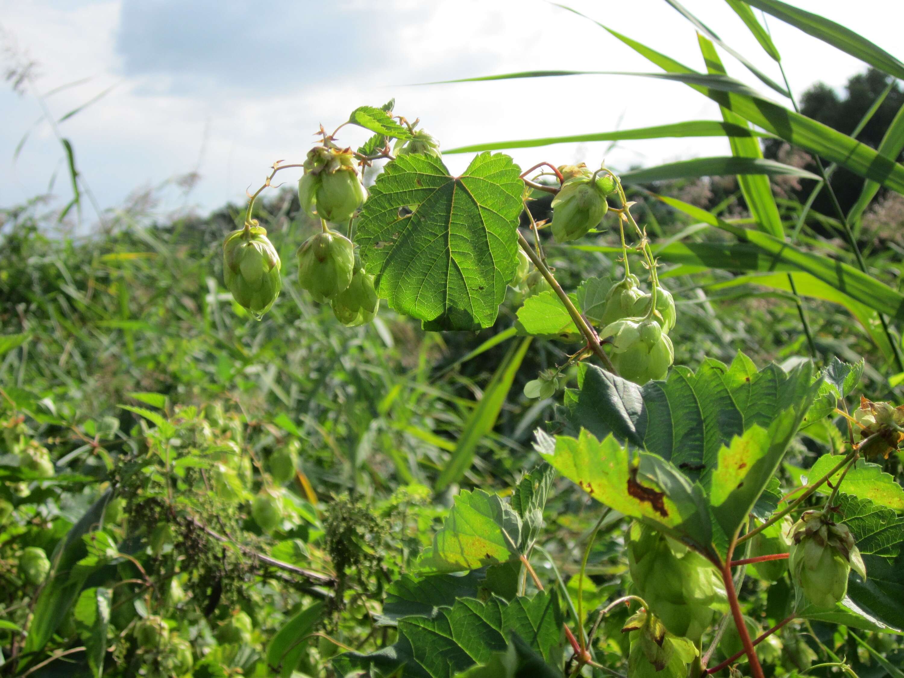 Image of common hop