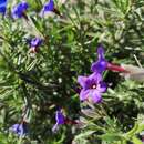 Imagem de Lithodora fruticosa (L.) Griseb.