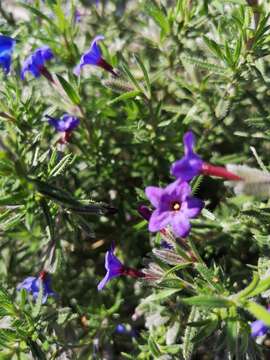 Imagem de Lithodora fruticosa (L.) Griseb.