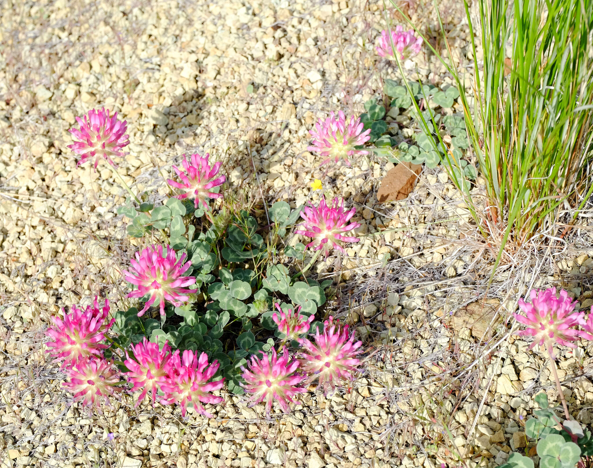 Image of Owyhee clover