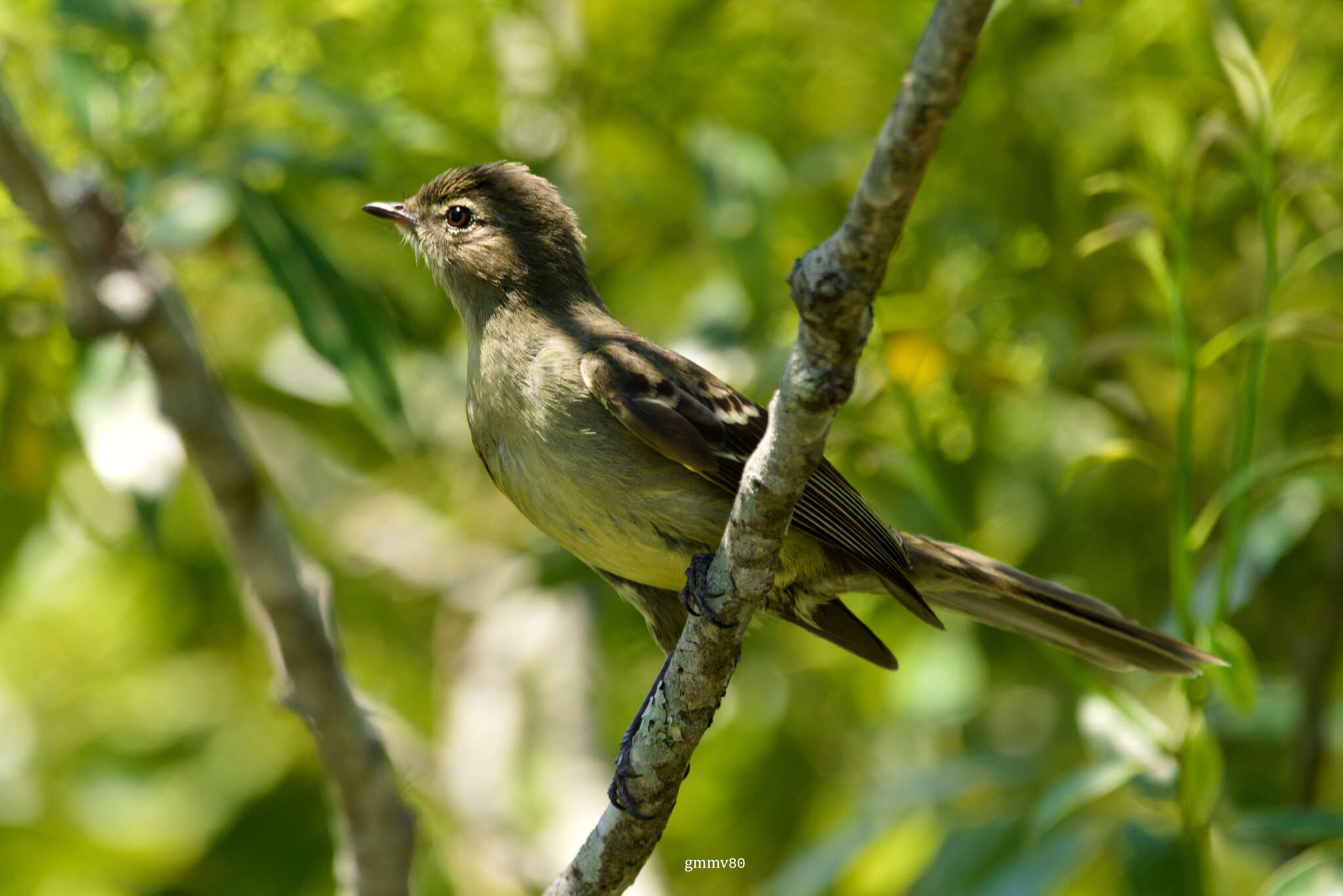 Image of Small-headed Elaenia