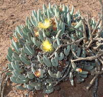 Image of Cheiridopsis robusta (Haw.) N. E. Br.