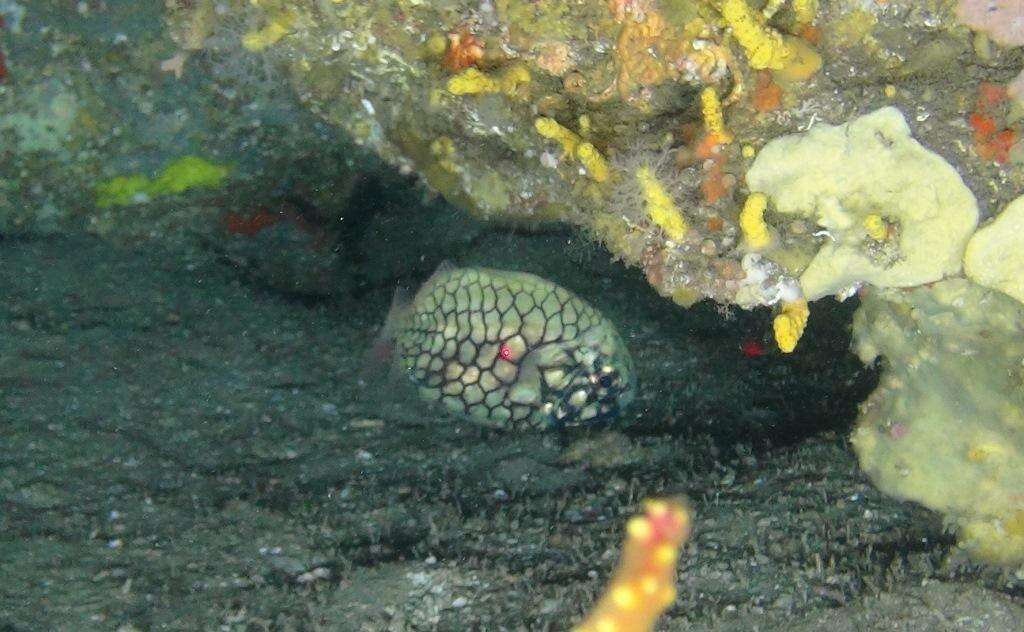 Image of pinecone fishes