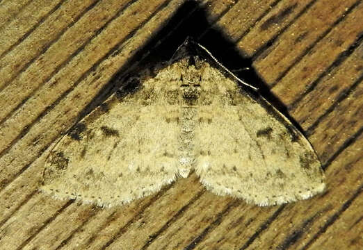 Слика од Lobophora nivigerata Walker 1862