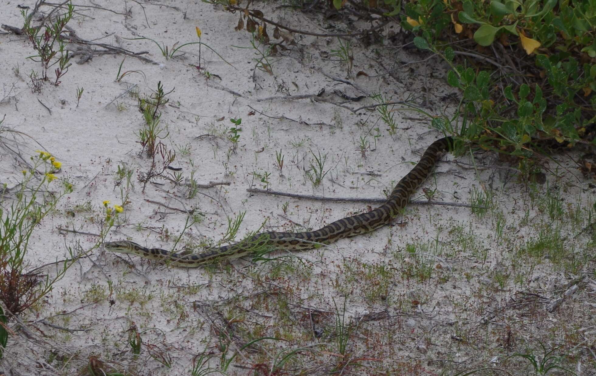 Imagem de Morelia spilota imbricata (L. A. Smith 1981)