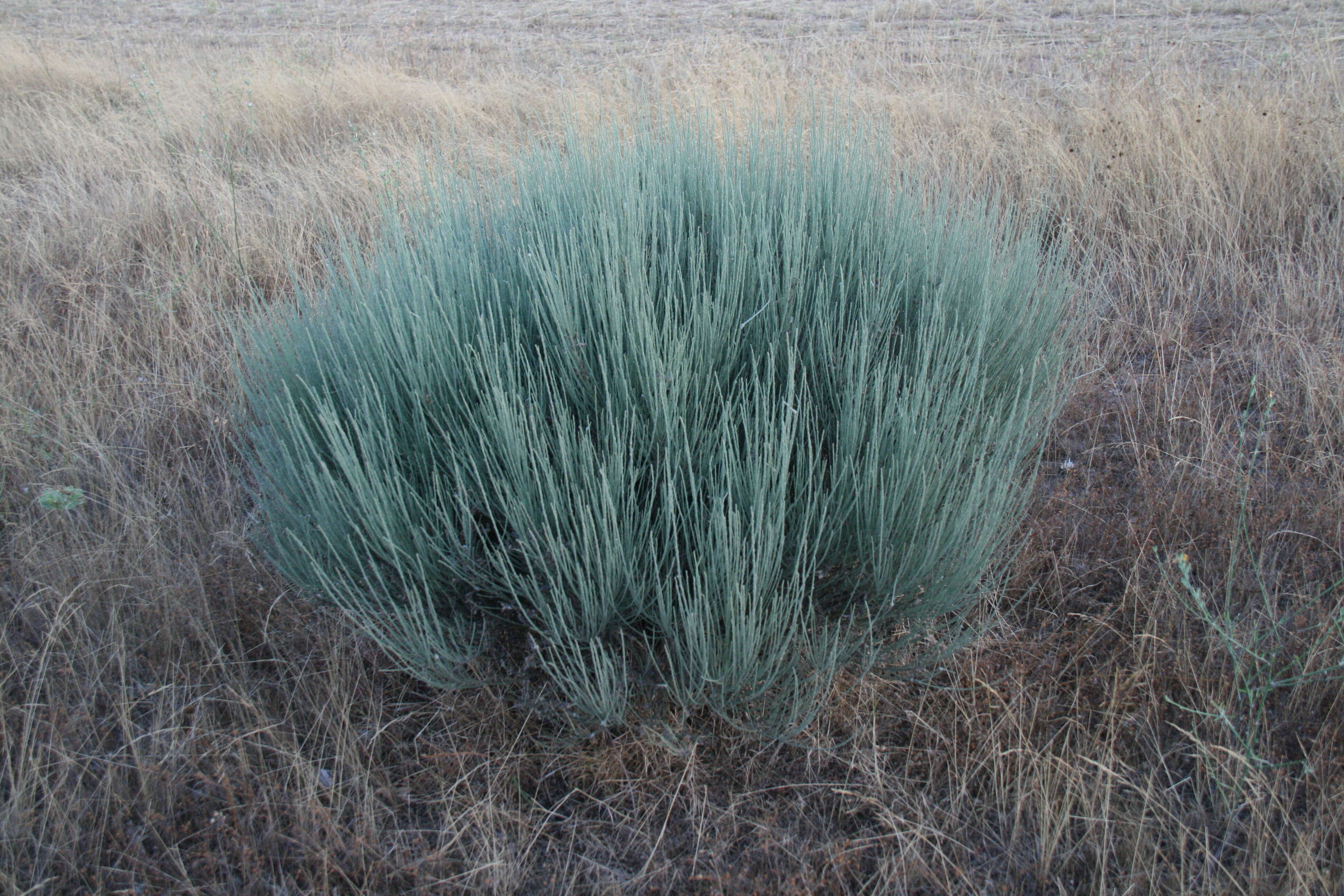 Image of white spanishbroom