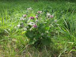 Image of woolly burdock