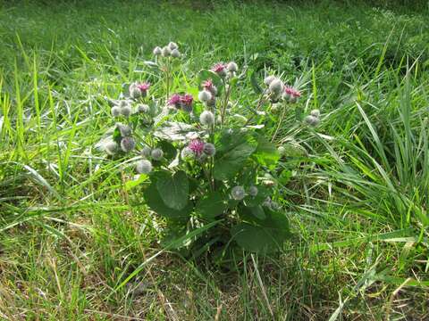 Image of woolly burdock