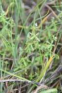 Plancia ëd Galium trifidum subsp. trifidum