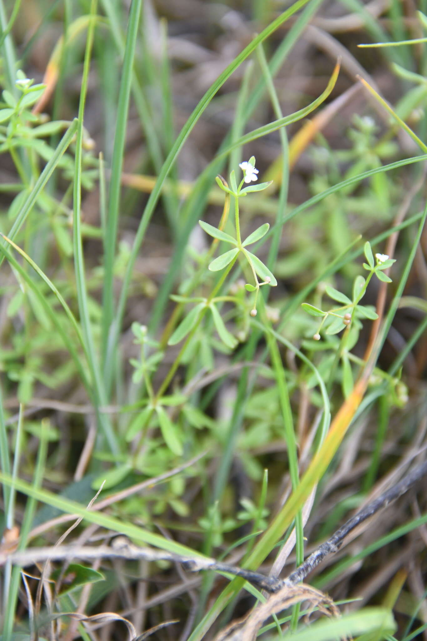 Image of threepetal bedstraw