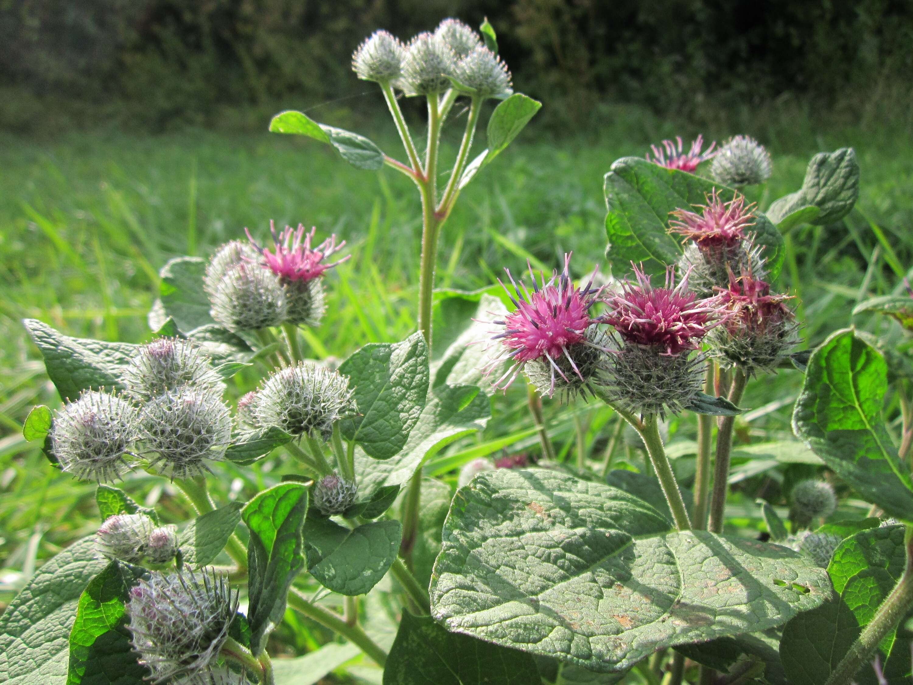 Image of woolly burdock