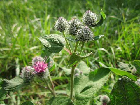 Image of woolly burdock