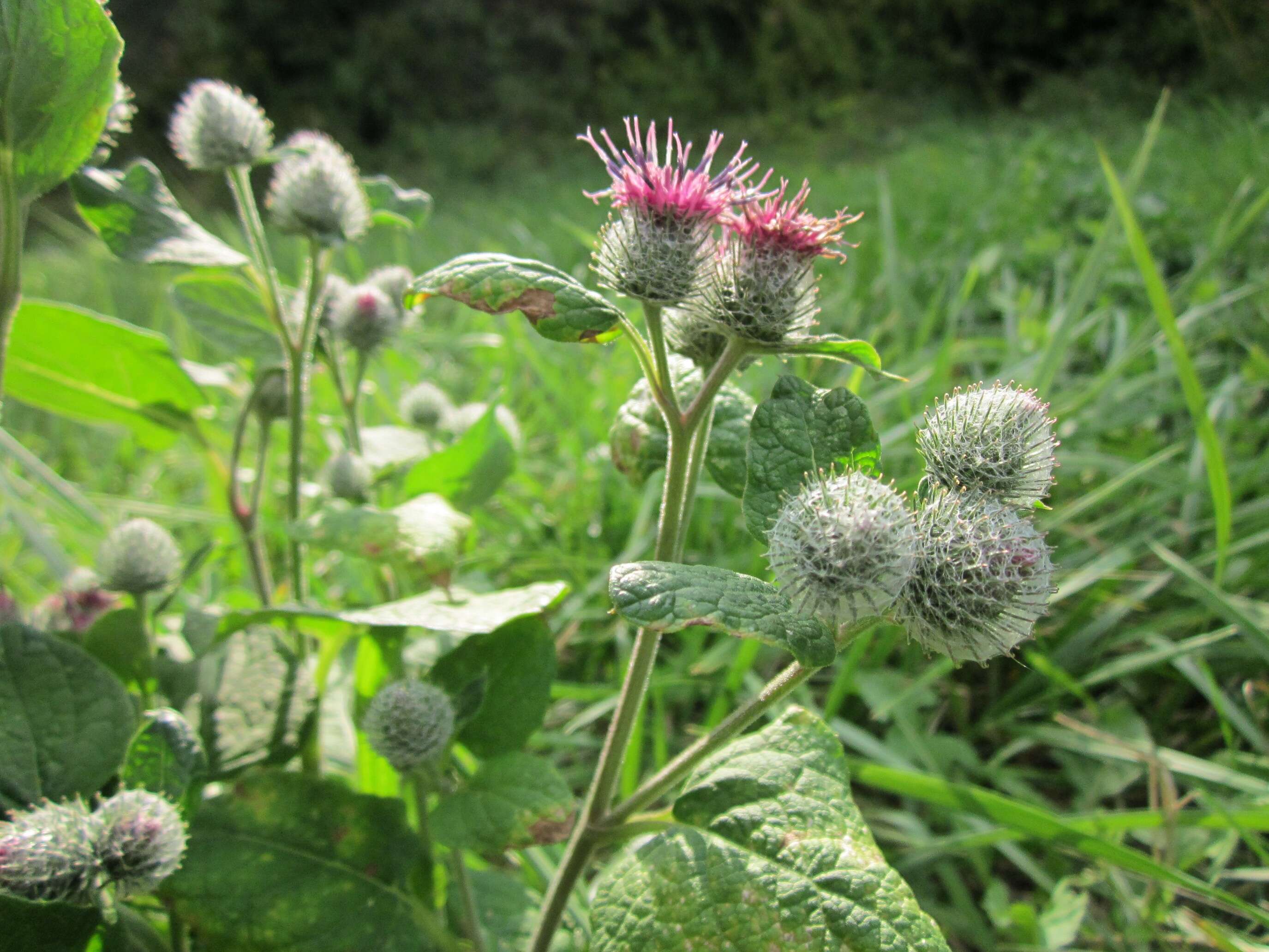 Image of woolly burdock