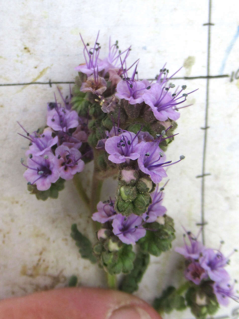 Image of Texan phacelia