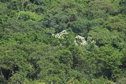 Image of Cordia elaeagnoides DC.