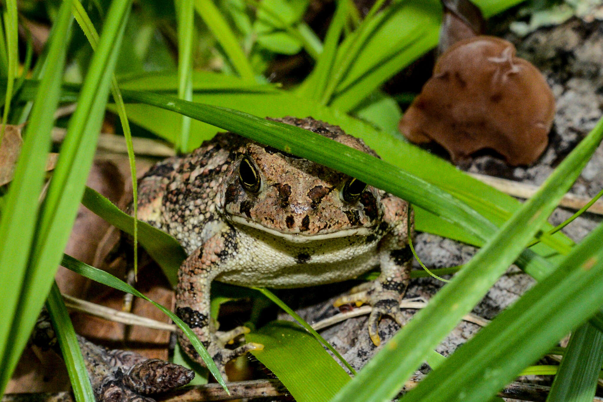 Image of Fowler's Toad