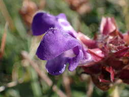 Imagem de Prunella grandiflora (L.) Turra