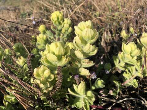 Image of softleaf Indian paintbrush