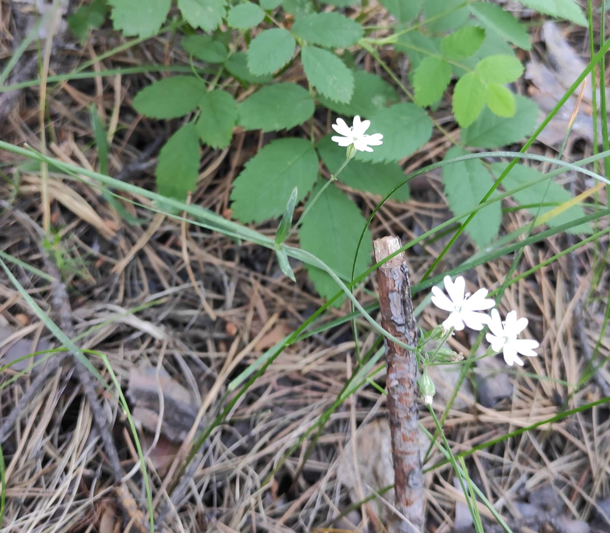 Image of Silene linnaeana V. N. Voroschilov