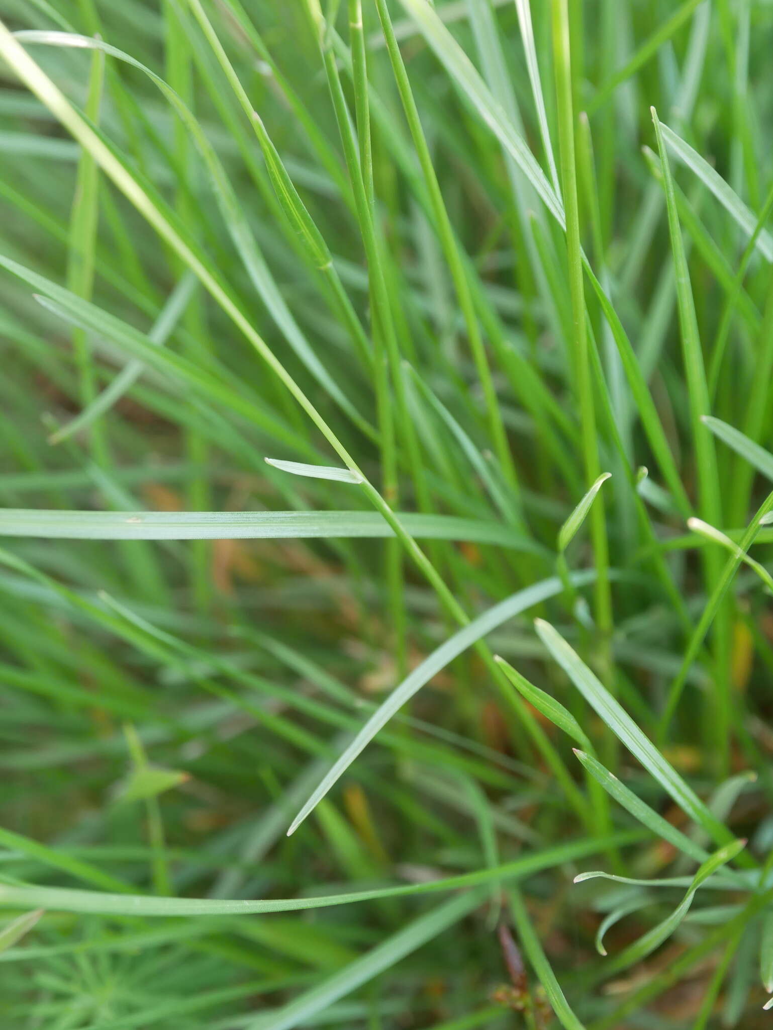 Imagem de Helictochloa pratensis (L.) Romero Zarco